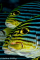 Oriental Sweetlips posing