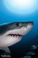 Surprise!!  While sitting patiently watching a big Great White playing with some sea weed, this 4+m male GW scared the hell out of me as he snuck by for an ultra close pass. Evidently I don't taste good.