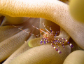 Beautiful shrimp in anemony caught by sheer luck and brightened up my day i hope it will yours too.In Playa del Carmen reefs with Playa Scuba Dive Center