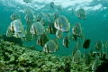 Schooling Bat fish at Sipidan Island