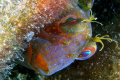 Another blenny.