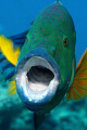 Broomtail wrasse, with open mounth. Israel, Eilat (Red Sea).