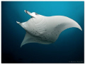 Fairytale is an amazing manta point near Helengeli (North-Male-Atoll).