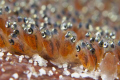 Clown fish eggs