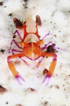 Imperial Shrimp on Sea Cucumber ... Love the color of the shrimp ..