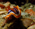 Little nudi fighting the current! 
Ikelite casing, Canon G12, Inon Strobe S2000
