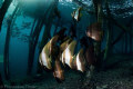 Late afternoon snorkel under a jetty.