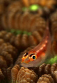 Goby of Maratua .. ! With it s surrounding coral @ Borneo, Indonesia ..