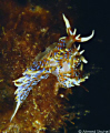 I was going to miss it, i saw it as i was looking at a sea urchin, it was a great night dive.