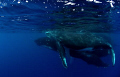 Vava'u Group - Tonga 
Mum and calf aving a swim