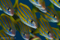 Schooling stripes.