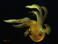 Cool squid