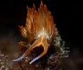 Dondice Bayulensis/ It was taken a few months ago under the waters of the Straight of Gibraltar,in a small town called TARIFA.
