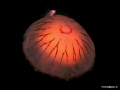A compass jellyfish with a friend taken on a night dive in Galway Bay
