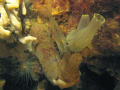 North sea, shrimp.