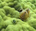 The litle guy kept rising out of his hole, but never all the way, and then going backwords in. Shot taken snorkeling in Bonair