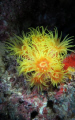 Surprising Yellow. I have taken this during a night dive under torch light without flash. It was a good surprise to see such vivid colors in the dark. F/3,2  -  1/60  - ,ISO250  Canon G12