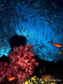 shot with G12 at liberty wreck ,, tulamben