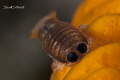 isopods on yellow sponge.
