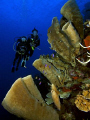 Me and wife, taken by my daughter with Oly EPL-1, panny 7-14mm, in 10 bar housing, YS-01, at new dive location Marantale, 40 km from Palu.   The site had no name, then named after my daughter names - Maymel by the dive center PJR.