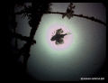 Silhouette of a lionfish gliding at the center of the sunburst. Shot taken with Canon Powershot S90 with a fish eye lens & no strobes....