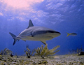 Afternoon at Crystal Tiger,this Reef Shark swam into the frame as the sunlight shines though above...