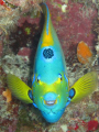 Queen angel fish he posed for the pic...very friendly
