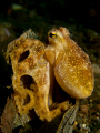 Poison Ocilate Octopus (about 3 inches tall).  It was out swimming but took refuge in this leaf as we came along.  Canon S-95, UCL 165 and Inon Z-240.