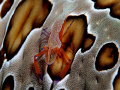 Emperor Shrimp