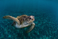 Fly Over

Turtle on the way to take a Breath.
