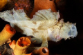 Leaf Scorpionfish (Taenianotus triacanthus)  sometimes yawn as you approach, a behavior keenly sought after by underwater photographers. Critter Creek, Sangeang Island near Sumbawa Island, Flores Sea, Indonesia
