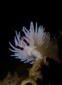 A Blue Dragon nudibranch. Taken on a Nikon D7000 using a 60mm macro lens.