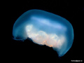Common Jellyfish taken on a night dive in Galway bay.