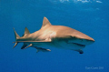 A Lemon Shark glides by whilst basking in the Sun's rays as we ascended on the line just below the surface.