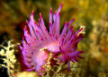 A Flabellina rubrolineata taken on the Hardeep Wreck Samaesan in the Gulf of Thailand.
26 mtrs down on a Canon Ixus 970