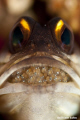 Eyes
