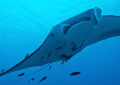 Manta Ray playing at Lady Elliot Island