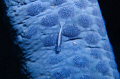 Blue Emperor Shrimp
I find emperor shrimps really unique, but certainly quite hard to take pictures of because they like to jump around. I used double macro for this photo. This photo was taken in Tulamben, Bali, Indonesia. ISO-100, 1/160 sec, f/8