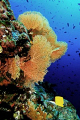 Rich Marine Lifes ... Lots of Fishes and Healthy Gorgonian .. So Happy to see them ...