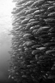 School of Trevally
Bali, Indonesia