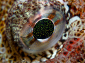 Red Irish Lord Eye. Bowen Island, Vancouver, BC. Canon G10, dual UCL 165, dual S&S YS110a