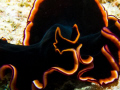 Flatworm, Heron Island