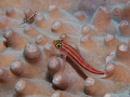 Small fish