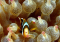 This Image was taken dring the Sodwana bay shootout 2011 shootout.co.za
and got 3rd place Open Macro unrestricted