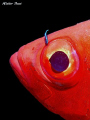 pesce corrazziere con pulitore