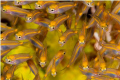 taken with a 150 mn, this allow me to take them before i get to close and they get scare away.