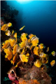 the fishes are so busy eating the eggs that you can touch them with the dome .