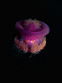 LUMINANCE