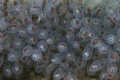 octopus eggs