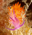 Shot taken under Blairgowrie Pier,Port Philip Bay, Victoria, Australia.